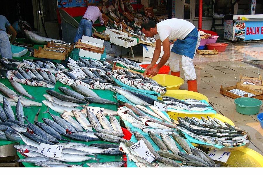 各地魚市良好，流通商暫時不缺魚！