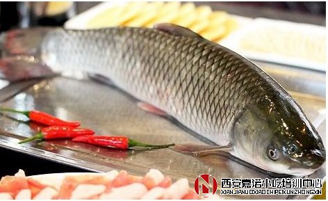 烤魚怎么挑選優(yōu)質(zhì)的魚